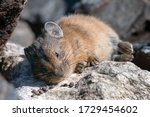 Small photo of Portrait of pika (cony) resting on the sun among the stones. Wildlife of high altitude.