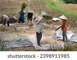 Small photo of Bali, Indonesia - 3d February, 2023: People of the country. Balinese peasant women harvest, thrash and soft rice in a rice field.