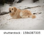 Small photo of The Golden Retriever is a medium-large gun dog that retrieves shot waterfowl, such as ducks and upland game birds, during hunting and shooting parties.