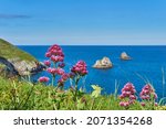 04 June 2021. Brixham, UK. Berry Head seaside view at Brixham,Devon,UK. flowers on cliff.