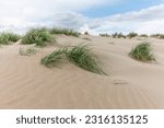Small photo of Landscape of protected dunes in Beauduc beach. Salin de Giraud, Parc naturel regional de Camargue, Arles, Bouches du Rhone, Provence Alpes Cote d'Azur, France.