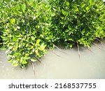 Small photo of Mangrove trees with tilt-shift roots grow in turbid waters of northern Java Island of Indonesia.