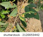 Small photo of The pigeon pea or Cajanus cajan is a perennial legume from the family Fabaceae. Also known as toor, tuar, arhar.