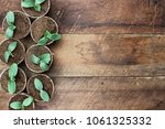 Cucumber plants in seedling peat pots over a rustic wooden table. Image shot from above in flat lay style.