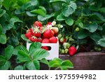 Fresh Organic Strawberries In A ...
