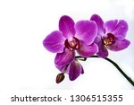 Purple orchid flower...
