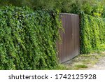 Wall of green ivy. Hedera spiral. Original texture of natural greenery. Decoration of fence with ordinary ivy. Background from elegant leaves. Nature concept for design