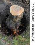 Small photo of Stump of fruit tree was dug up from all sides with a shovel. Close-up. Thick roots are cleared of soil for removal with chainsaw. Blurred background. Selective focus