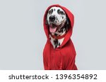 Dalmatian dog in red sweatshirt sits on white background. Dog head is covered by hood. Dog smile. Copy space