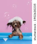 Small photo of Cute Yorkshire Terrier having bath with foam on head. Smiling dog after bath showing tongue. Pet Grooming concept. Copy space