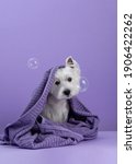 Small photo of Cute West Highland White Terrier dog on purple background after bath. Dog wrapped in a towel among soap bubbles. Pet grooming concept. Copy Space. Place for text