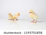 3 Yellow Baby Chicks On A White ...