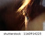 Horse's Eye In Sunlight