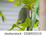 Small photo of Closeup Cucumbers with a kink caused by imperfections.