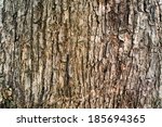 Tree Bark Texture Wallpaper