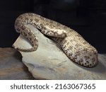 Small photo of The Spider tailed horned viper, Pseudocerastes urarachnoides, is probably the rarest viper with a spider tail ending.