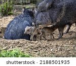 A Pair Of Chacoan Peccary ...