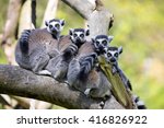 Family Ring Tailed Lemur  Lemur ...
