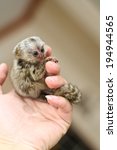 Young Marmosets Monkey On The...