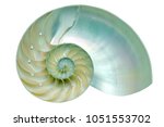 Nautilus shell section isolated on black background