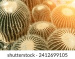 Small photo of thorn cactus texture background. Golden barrel cactus, golden ball or mother-in-law's cushion Echinocactus grusonii is a species of barrel cactus which is endemic to east-central Mexico