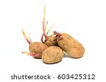 Potato Sprouts Isolated On...
