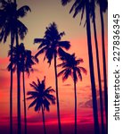Silhouette Coconut Palm Tree...