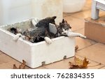 Small photo of Little defenceless kittens sleep outside in a box. Homeless animals