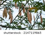 Small photo of Kapok Tree, Java Cotton, Ceiba Pentandra, Java Kapok, Silk Cotton, Samauma. Tree with the cotton-like fluff. Tropical Tree in Thailand.