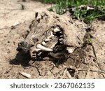 Small photo of Skull of a dead wolf or dog with a tusk and incisor teeth, premolars and molars