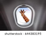 Giraffe looking through a plane's window