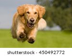 Golden Retriever jumping over a green meadow with blue sky