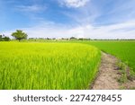 Small photo of Green rice paddy field plantation in Asia against a beautiful blue sky