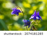 Small photo of Closeup of a Aquilegia vulgaris, European columbine, common columbine, granny's nightcap, granny's bonnet, purple white flower blooming.