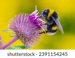 Closeup of a Bombus terrestris, the buff-tailed bumblebee or large earth bumblebee, feeding nectar of pink flowers 