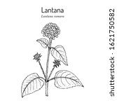 Common Lantana  Lantana Camara  ...