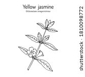 Yellow Jessamine  Carolina...
