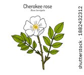 Cherokee Rose  Rosa Laevigata ...