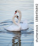 Small photo of A pair of mute swans (Cygnus olor) on a lake in London, England.