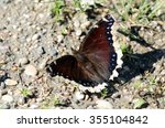 Mourning Cloak Butterfly...