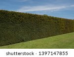 Traditional Yew Hedge  Taxus...