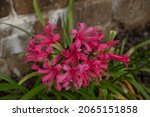 Small photo of Autumn Flowering Bright Pink Flower Head on a Hybrid Bowden Lily Plant (Nerine bowdenii 'Zeal Giant') Growing in a Herbaceous Border in a Country Cottage Garden in Rural Devon, England, UK