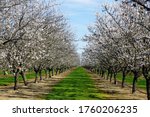 Almond Blossoms In The Upper...