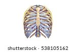 thoracic skeleton with blood... | Shutterstock . vector #538105162