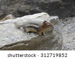 Chipmunk Looking Round On Rock 