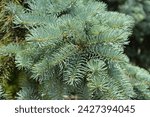 Small photo of Blue spruce branches background. Close up on Colorado spruce or Colorado blue spruce branch in springtime.