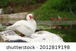 White Duck On A Rock In Front...