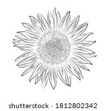 black and white sunflower on... | Shutterstock .eps vector #1812802342
