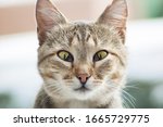 Small photo of Portrait of a cute cat with a third eyelid disease (Protrusion of Nictitating Membrane) against a blurry background