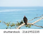 Red Headed Vulture Seating On A ...